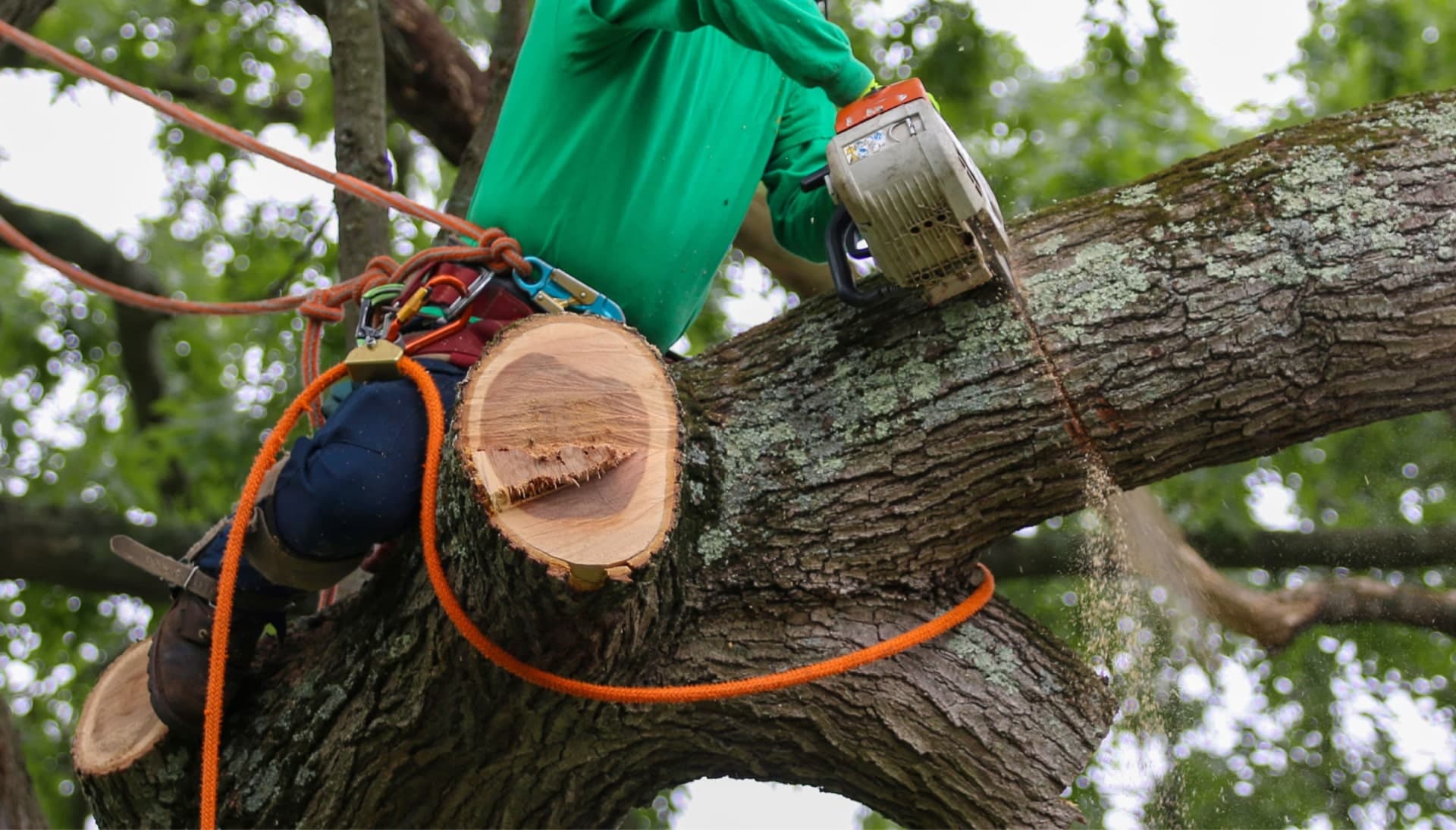 Relax with Reseda best tree removal.