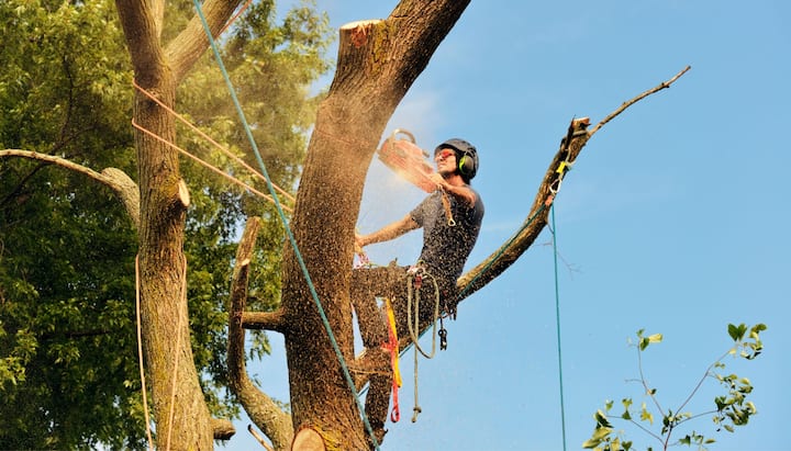 Reseda tree removal experts solve tree issues.