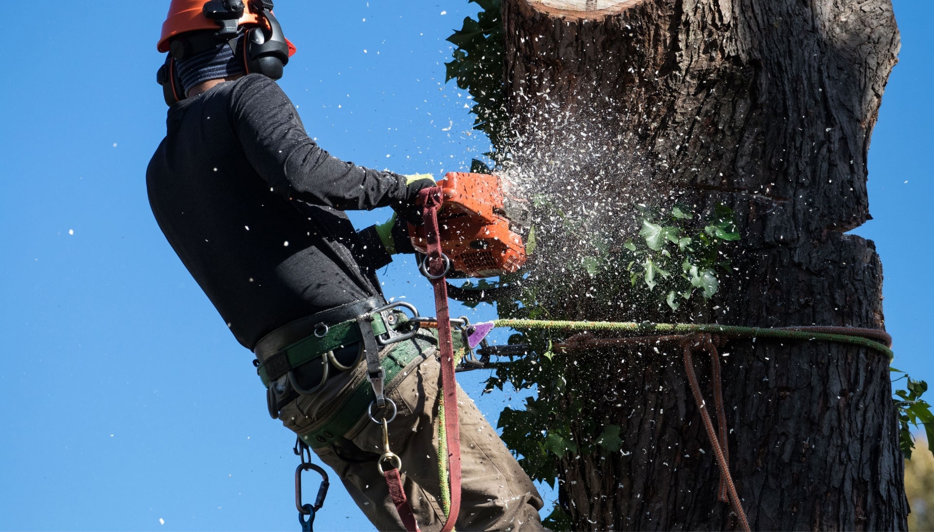 Professional Tree removal solutions in Reseda
